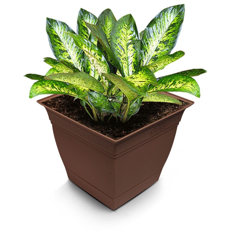 ΓΛΑΣΤΡΑ ΠΡΟΣΦΟΡΑ ΤΕΤΡΑΓΩΝΗ VIOLET ME ΠΙΑΤΟ B223-2 6L