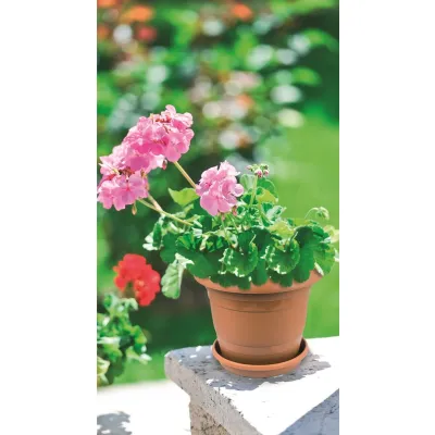 ΓΛΑΣΤΡΑ ΠΛΑΣΤΙΚΗ VIOSARP No6 23,5L 42x42x34cm