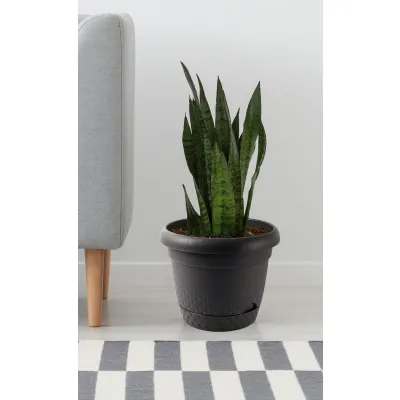 ΓΛΑΣΤΡΑ ΜΕ ΠΙΑΤΟ ΣΧΕΔΙΟ PEARL 29x24cm Νο344